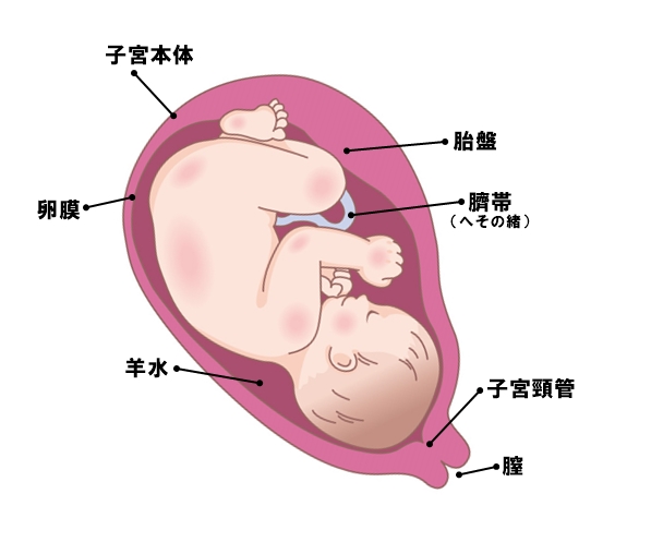 妊娠 子宮
