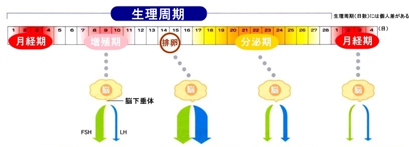 生理の始まった日から次の生理が始まる前日までを生理周期（月経周期）といいます